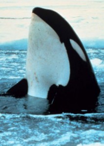 ballena orca fuera del agua