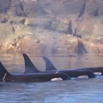 grupo de orcas