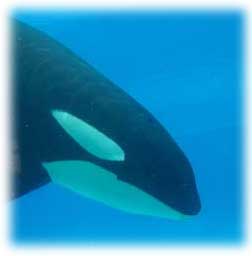 cabeza ballena orca