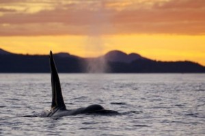 ballena orca macho