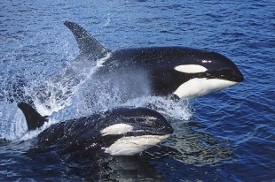 dos orcas fuera del agua