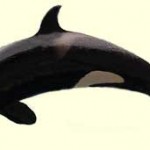 ballena orca