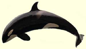 ballena orca 