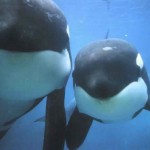 dos ballenas orcas