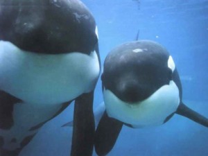 dos ballenas orcas