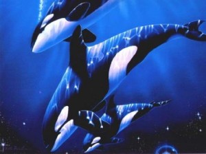 grupo de orcas nadando