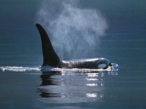 ballena orca agua