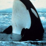 ballena orca fuera del agua