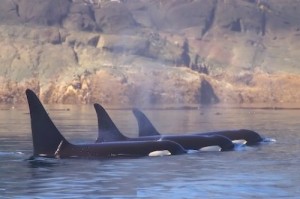 grupo de orcas