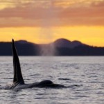 ballena orca macho