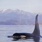 ballena asesina
