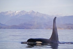 ballena asesina