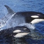 dos orcas fuera del agua