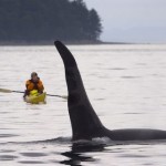 orca con humano