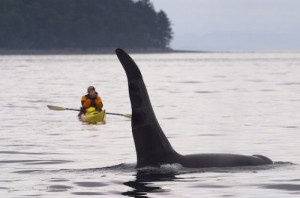 orca con humano